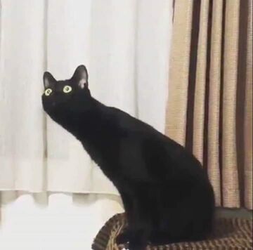 blackImpressedCat.jpg